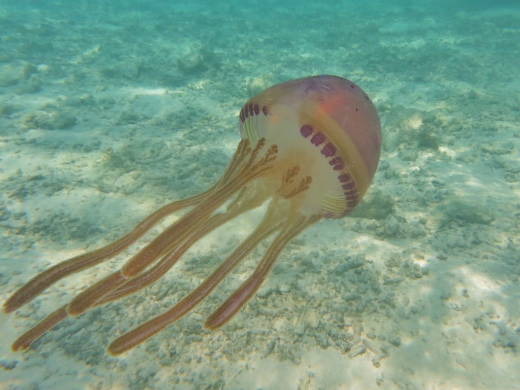 ヒグレムラサキクラゲ 仮 Thysanostoma Flagellatum Kurages