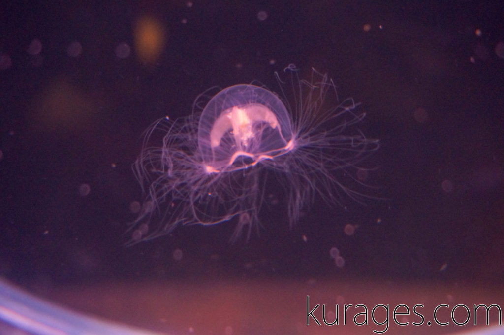 ドフラインクラゲ Nemopsis Dofleini Kurages